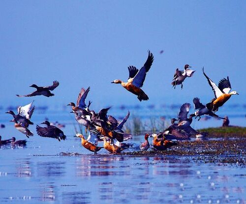 Chilika Lake dolphin safari – Puri Konark Bhubaneswar tour packages