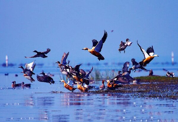 Chilika Lake dolphin safari – Puri Konark Bhubaneswar tour packages