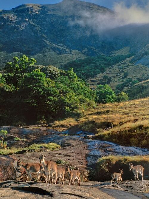 Nilgiri Tahr wildlife Eravikulam National Park Munnar
