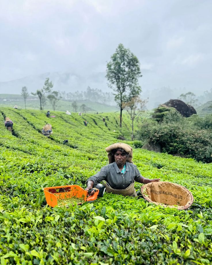 Tea garden hills in Wayanad Kerala